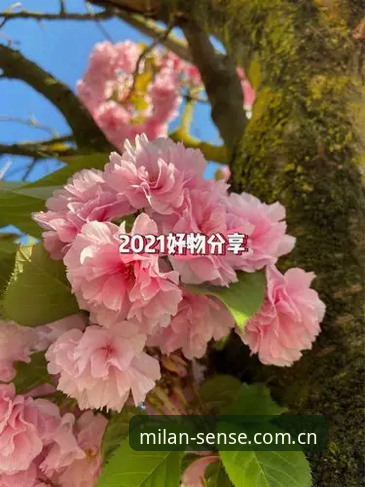 旧版修复，真能让感知纯粹米兰“复活”吗？先给答案：能，但有门槛。